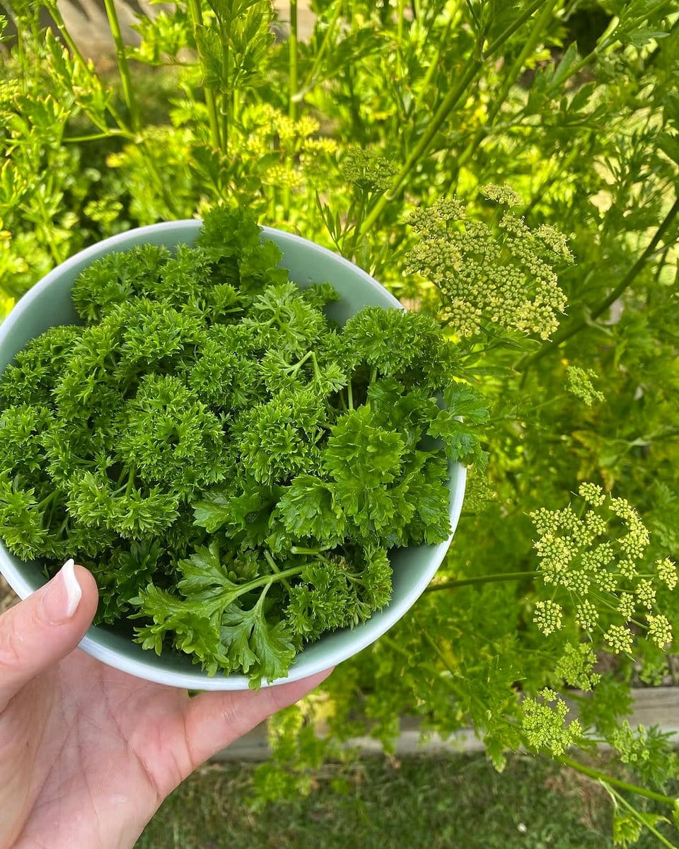 parsley plant with seeds