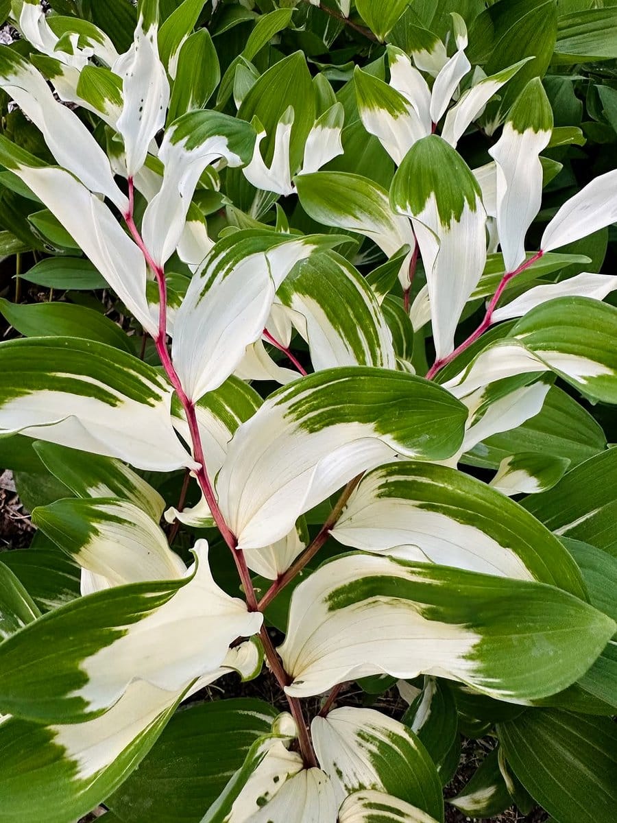 Variegated Solomon’s Seal in dappled shade