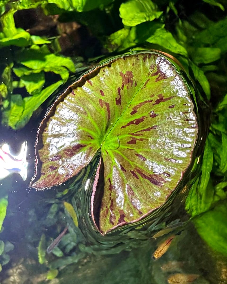 red tiger lotus in aquarium