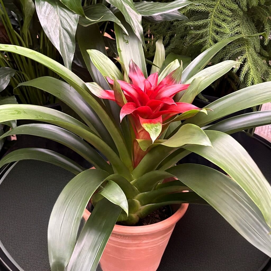 Bromeliad arrangement with velvet backdrop