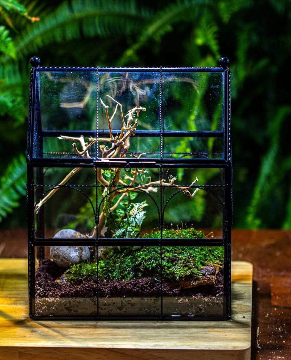 speckled Restrepia Guttulata flower in terrarium