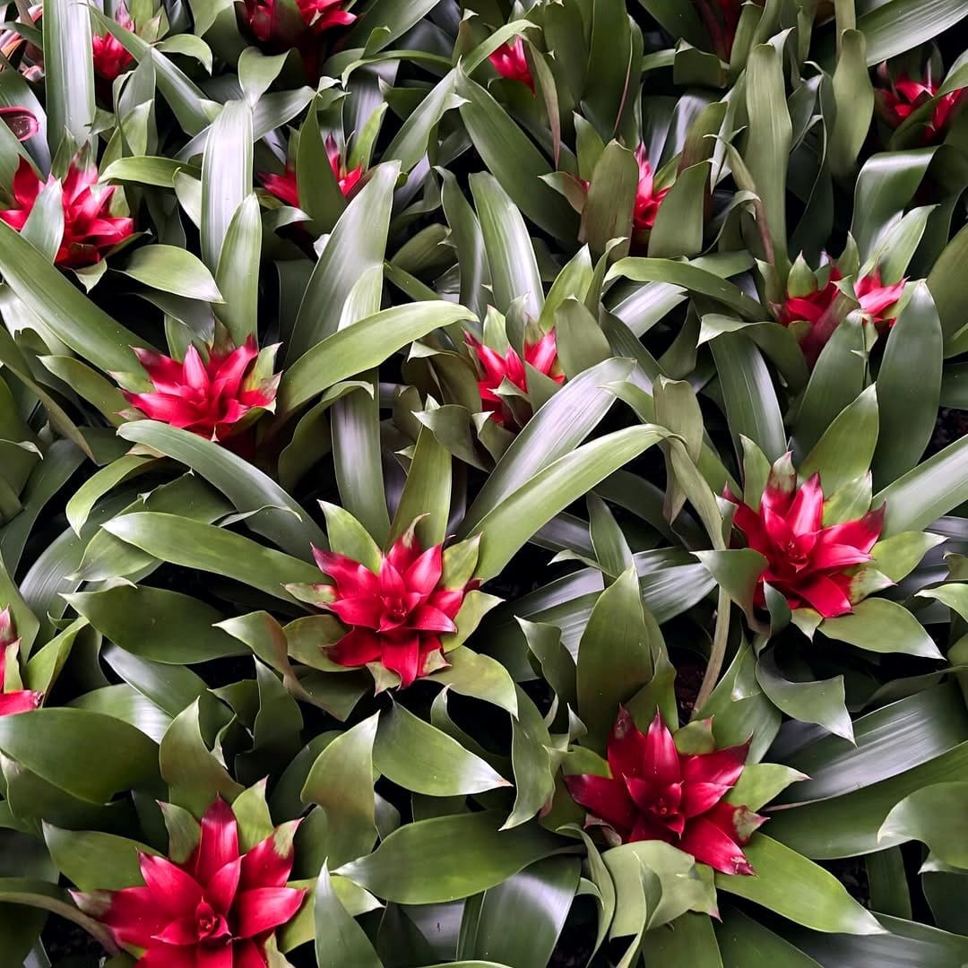 bromeliad bonanza in colorful pots