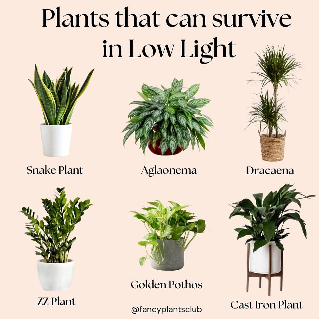 Leather-bound plant care journal