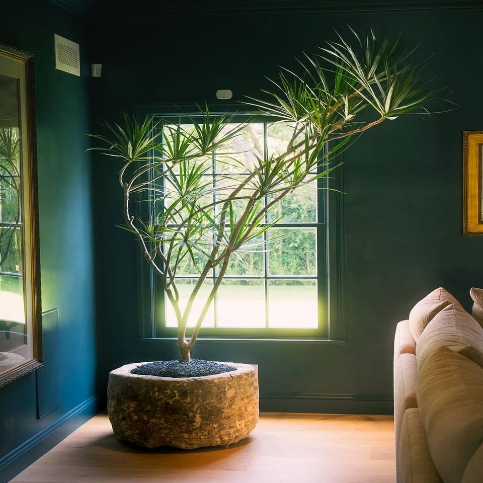 Potted plant with lava rock accent