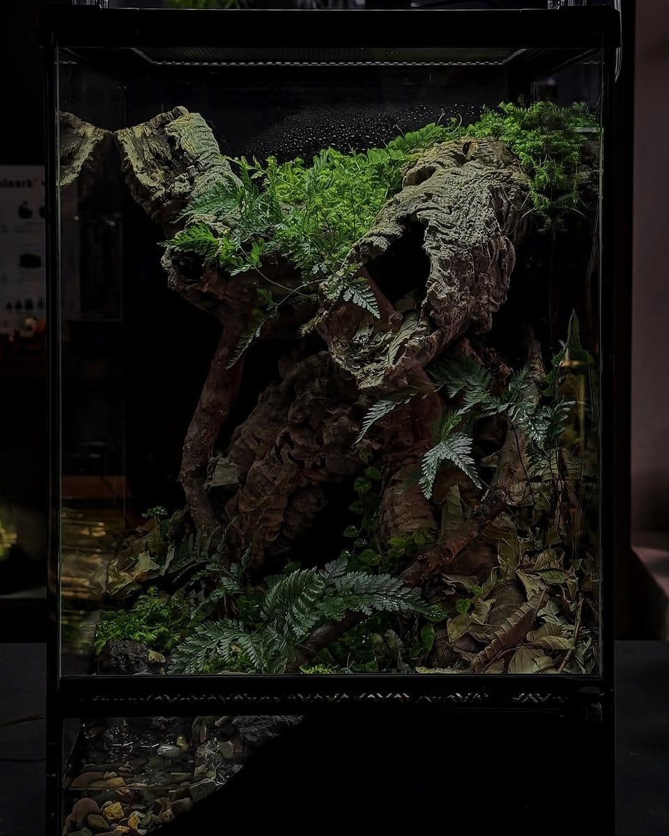 cork bark plant shelf with ferns