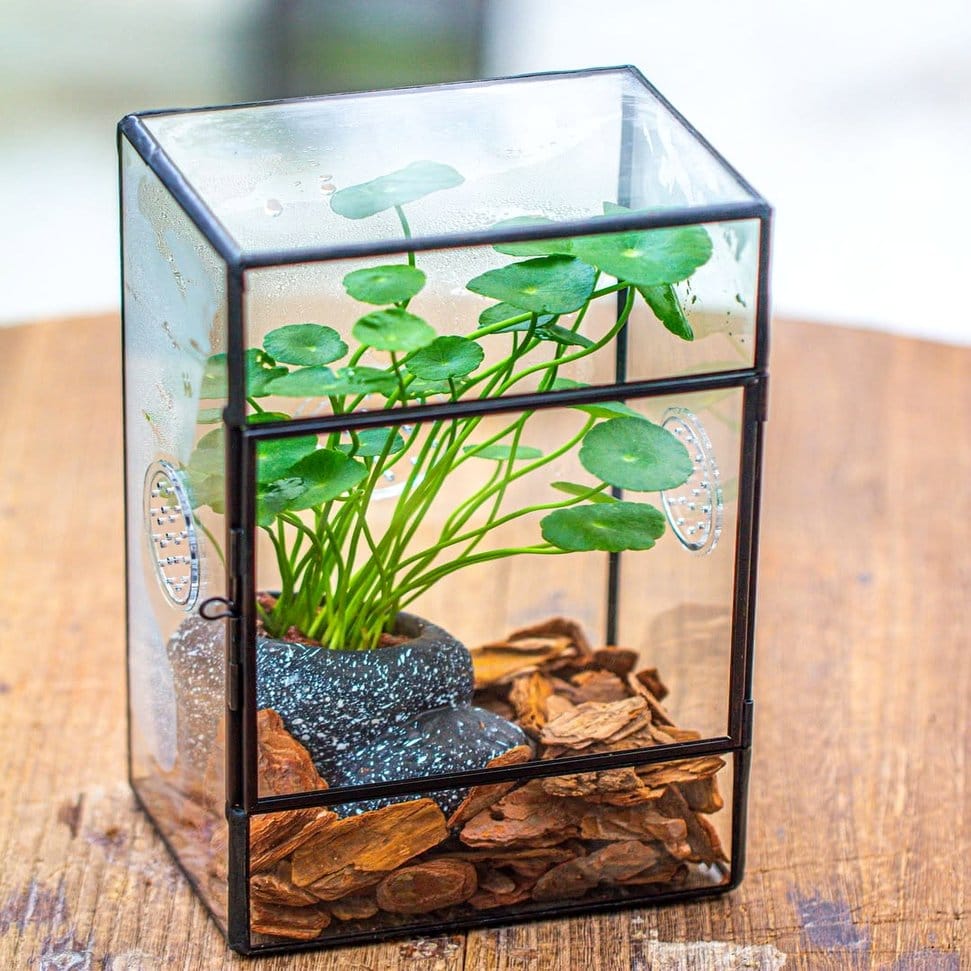 DIY raindrop terrarium with tropical plants