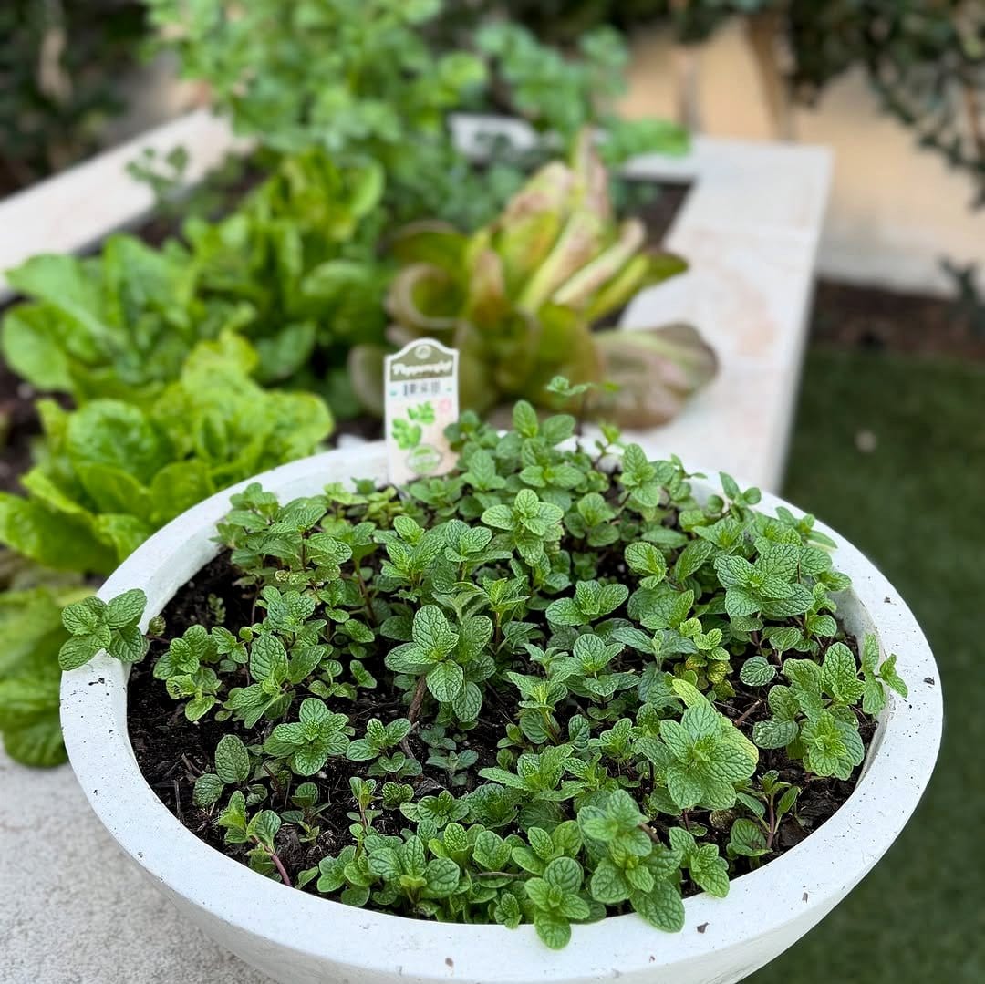 corsican mint between stones