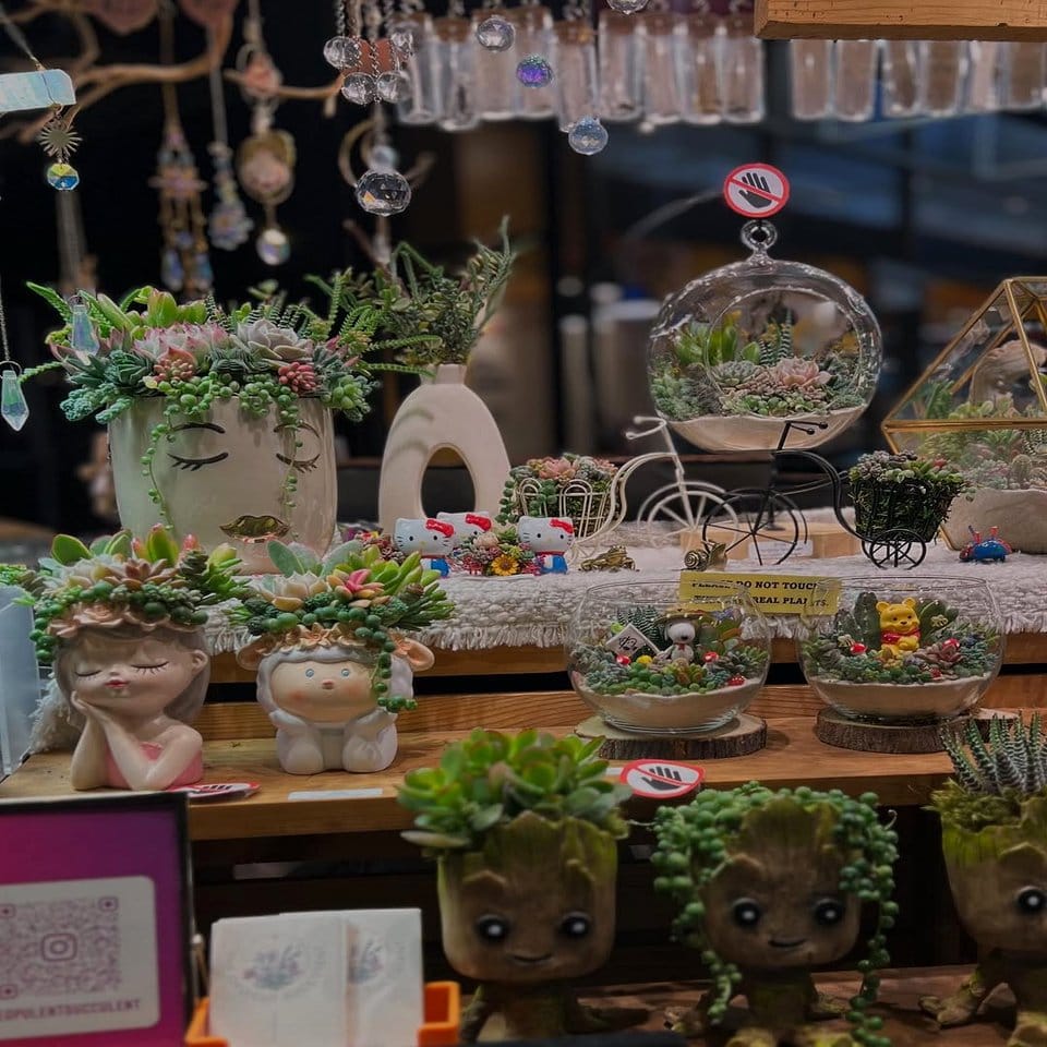 Vintage suitcase filled with colorful succulents