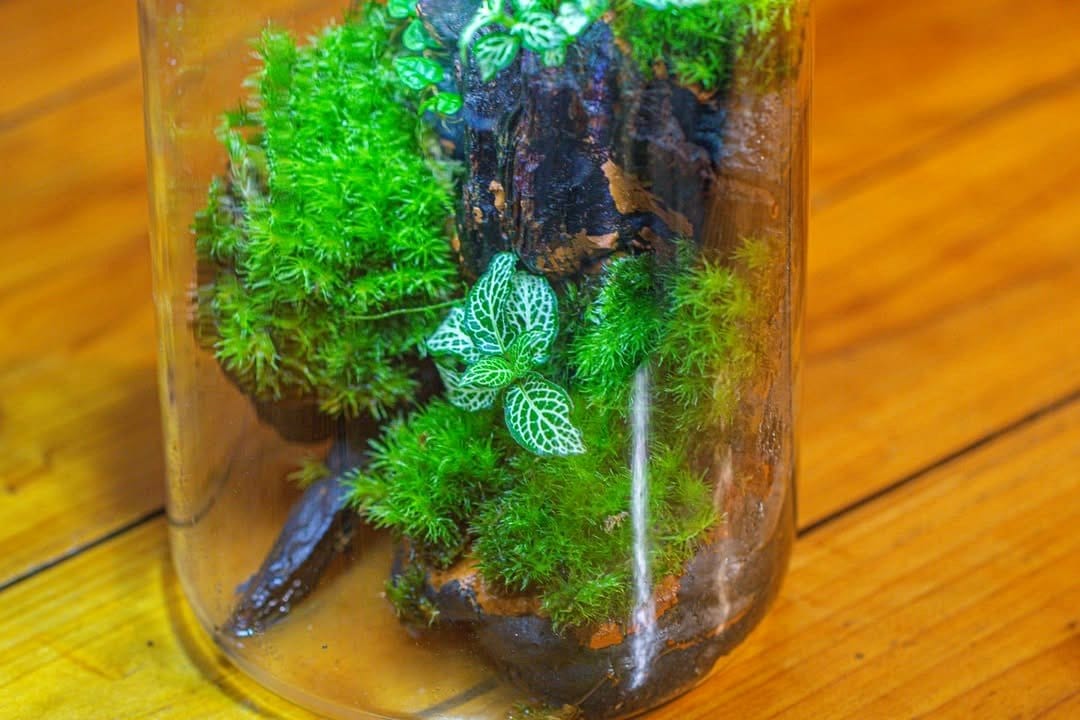 Tiny wooden bridge over moss