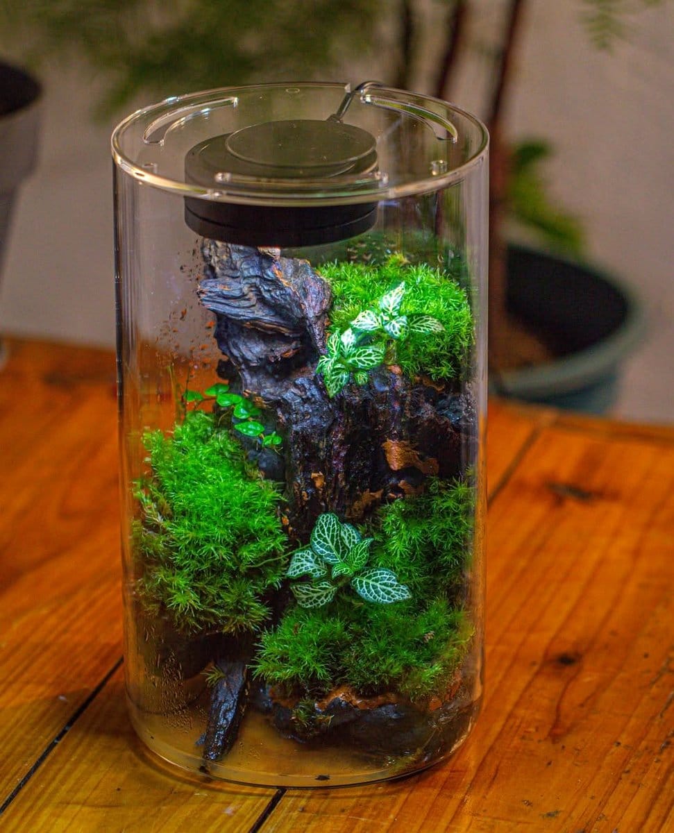 glass terrarium with driftwood and moss