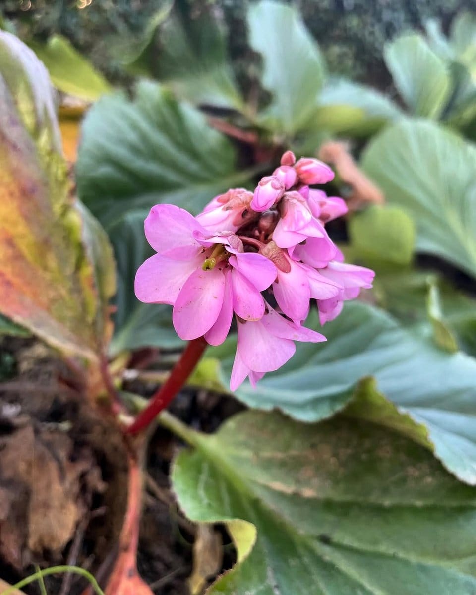 bergenia with pink blooms