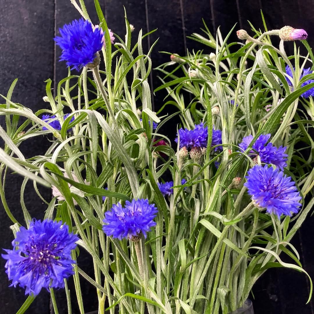 cornflowers in a mixed bouquet