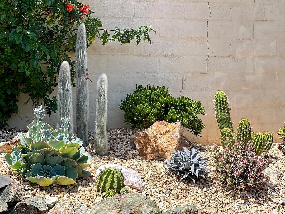 Desert-themed skull and cactus garden