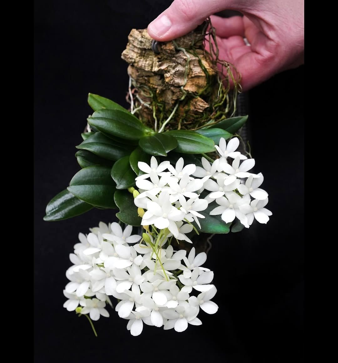 white Aerangis Fastuosa bloom