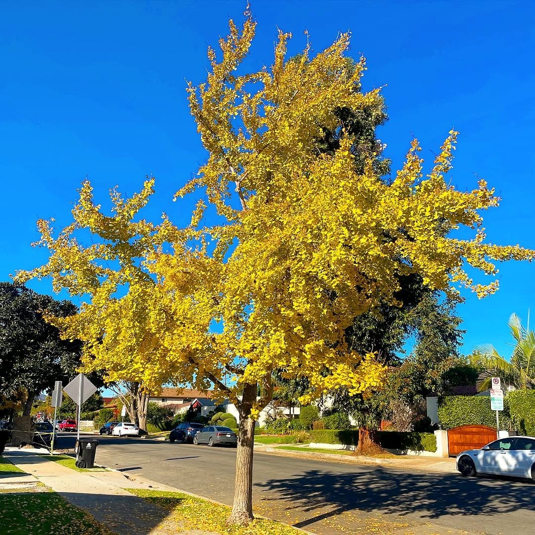 ginkgo biloba leaves on tree
