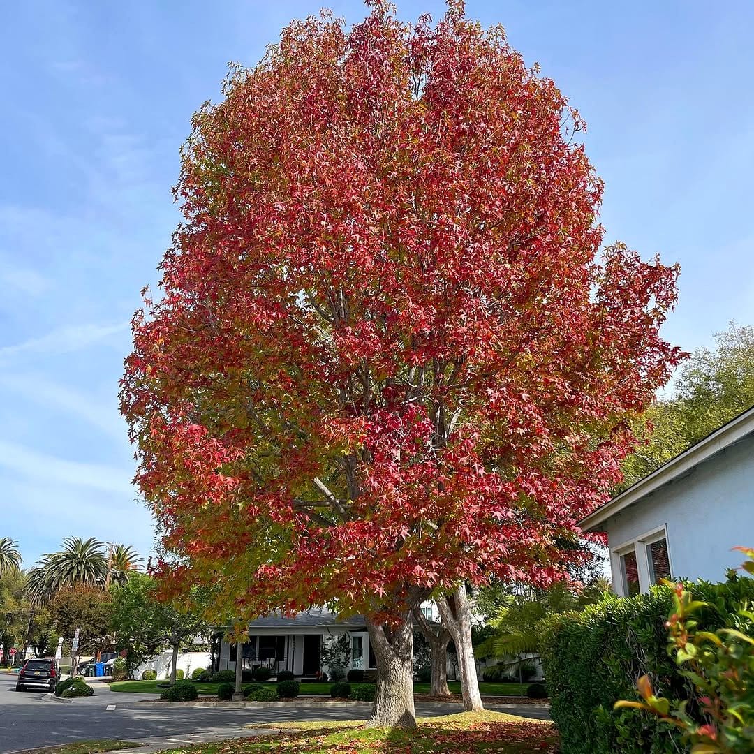 sweet gum tree with multicolored leaves