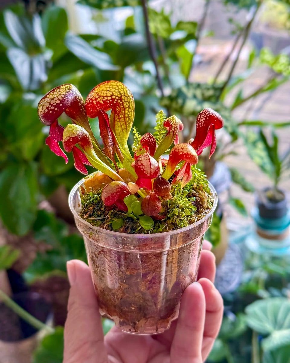 carnivorous plants in terrarium