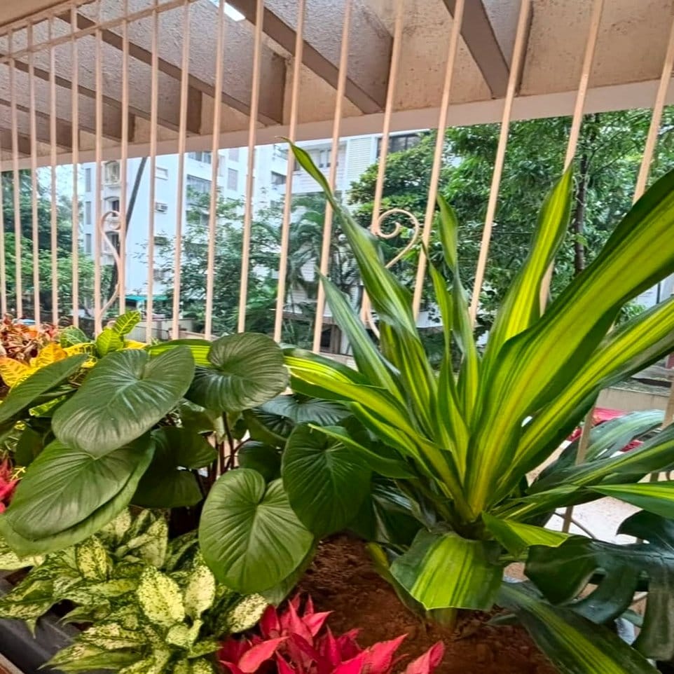 Sunlit window sill filled with diverse potted plants