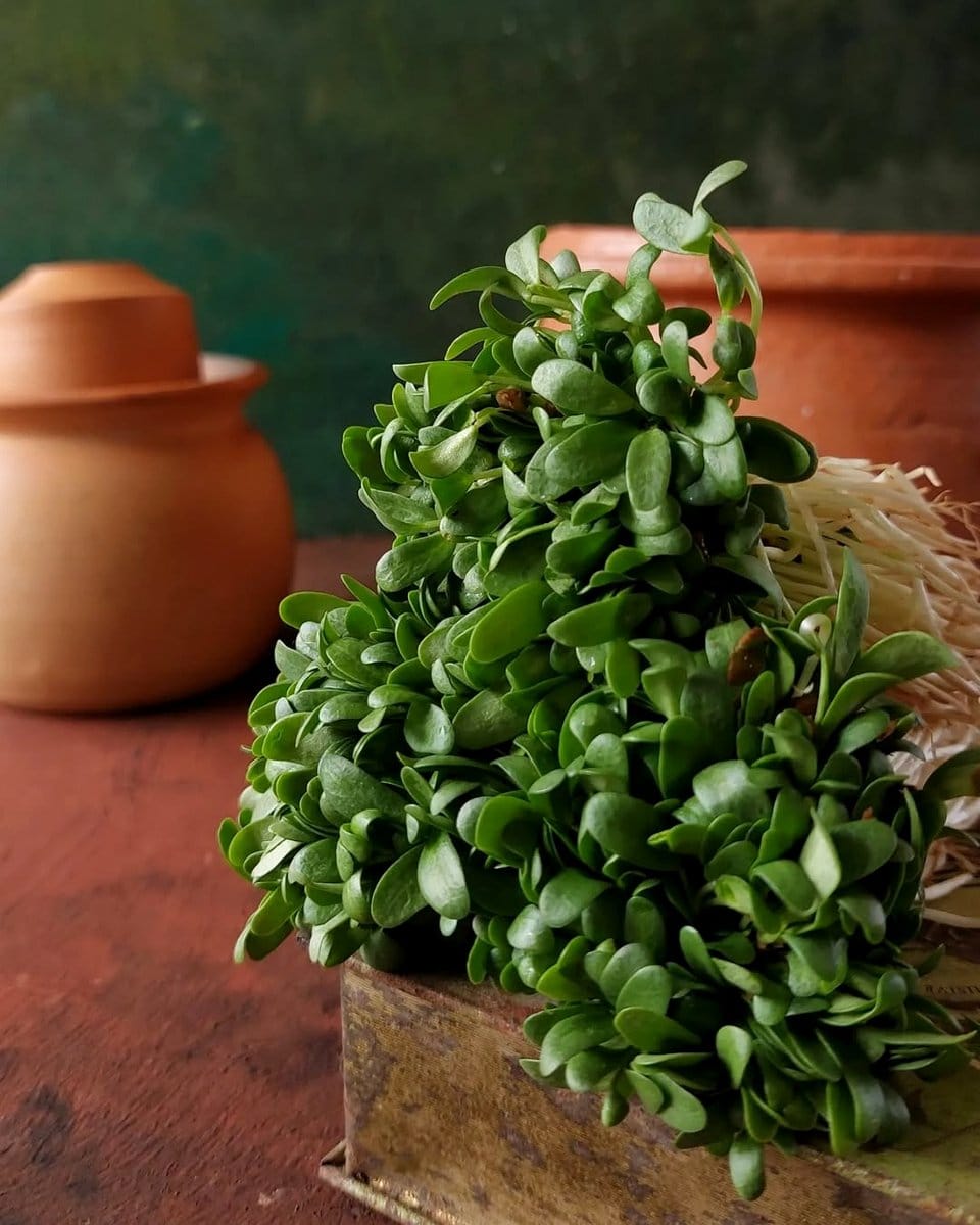 fenugreek microgreens in a glass jar