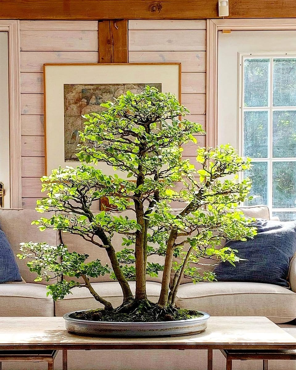 Bonsai tree on low table