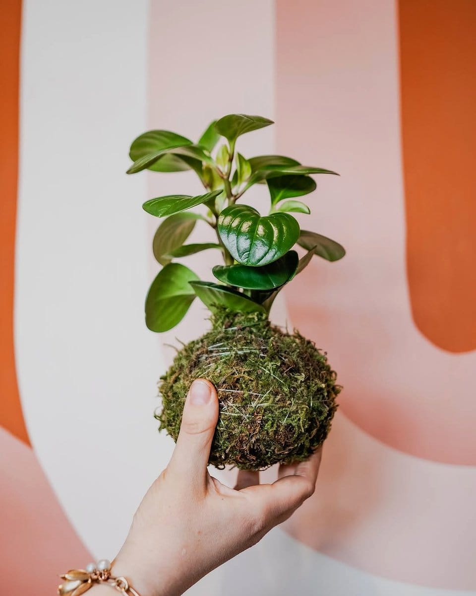 console table with hanging ferns