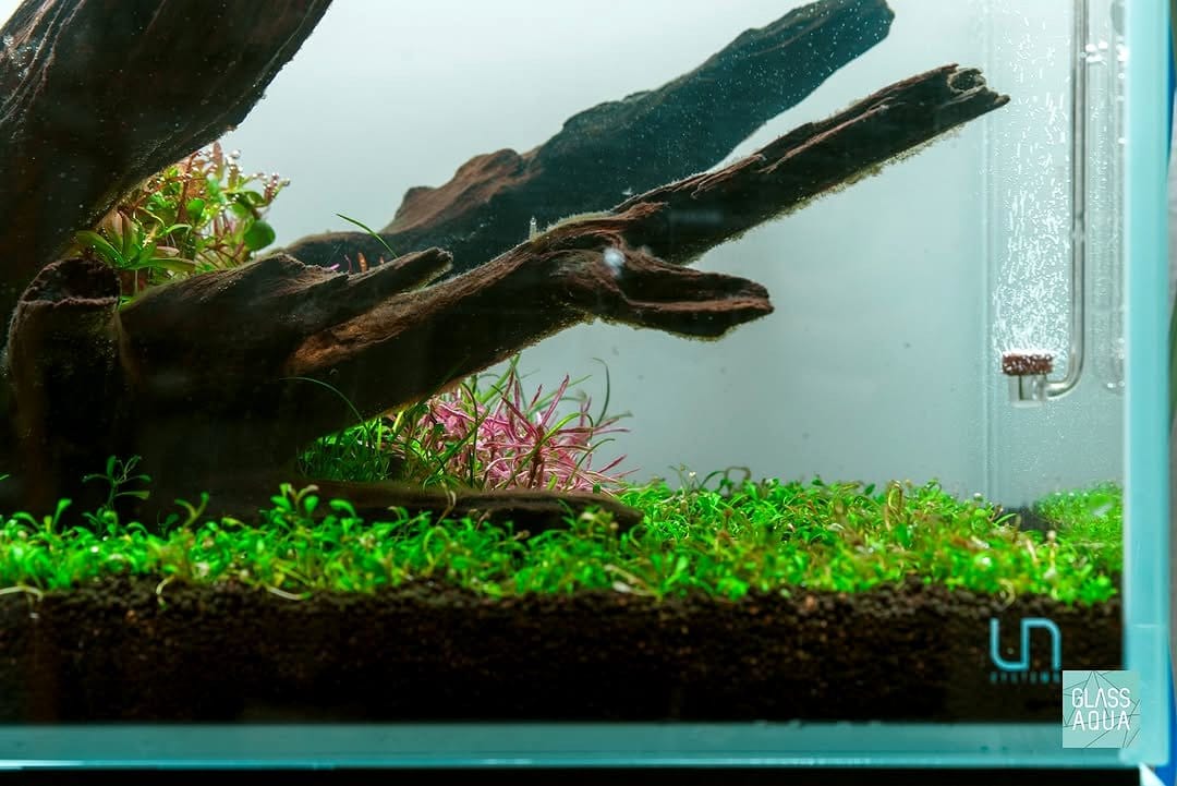 Aquascape with lava rocks and aquatic plants