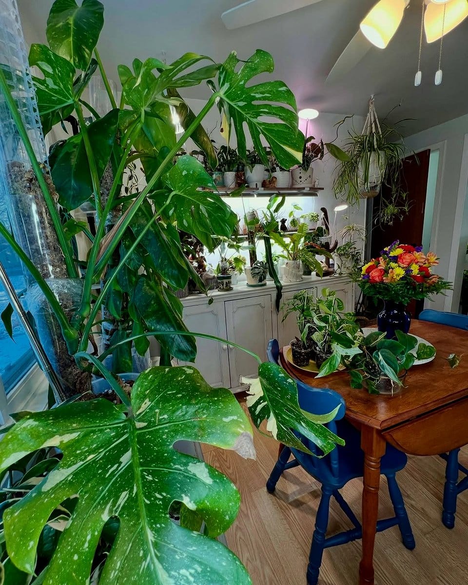 monstera plant in corner of hallway