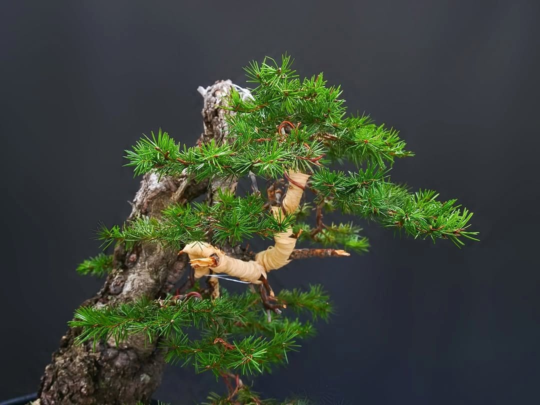 wire wrapping bonsai branches