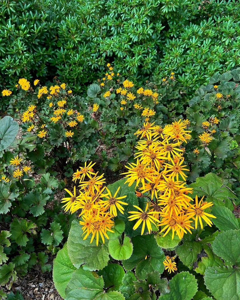Ligularia blooms with rodgersia leaves