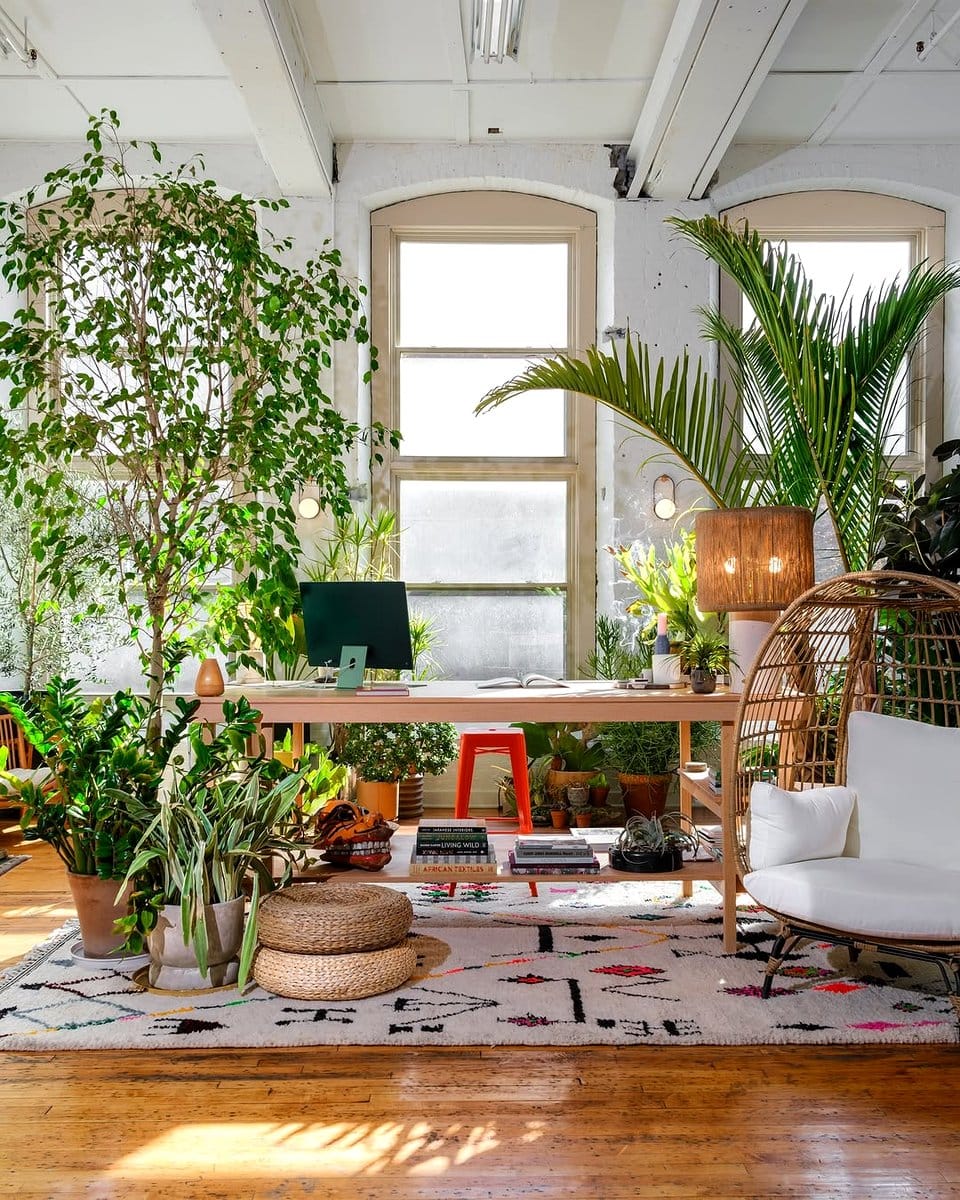 Minimalist room with single plant