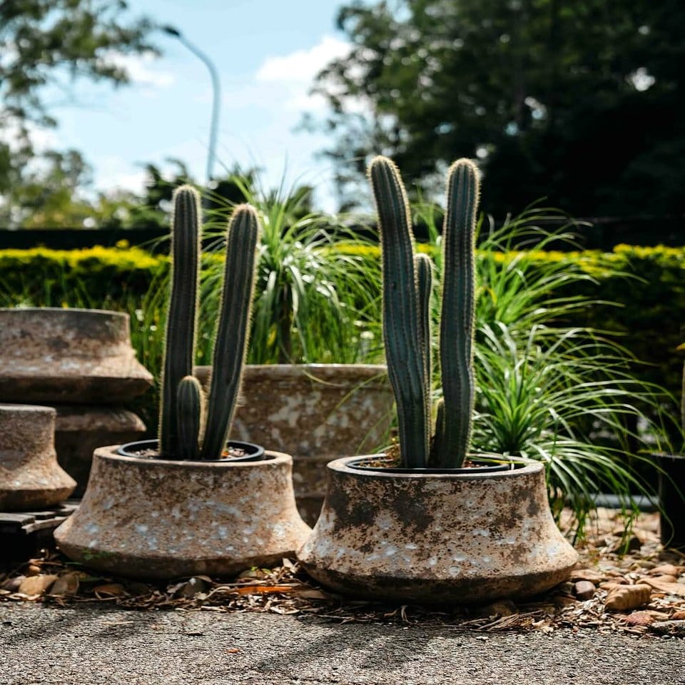 Baritone planter with various cacti