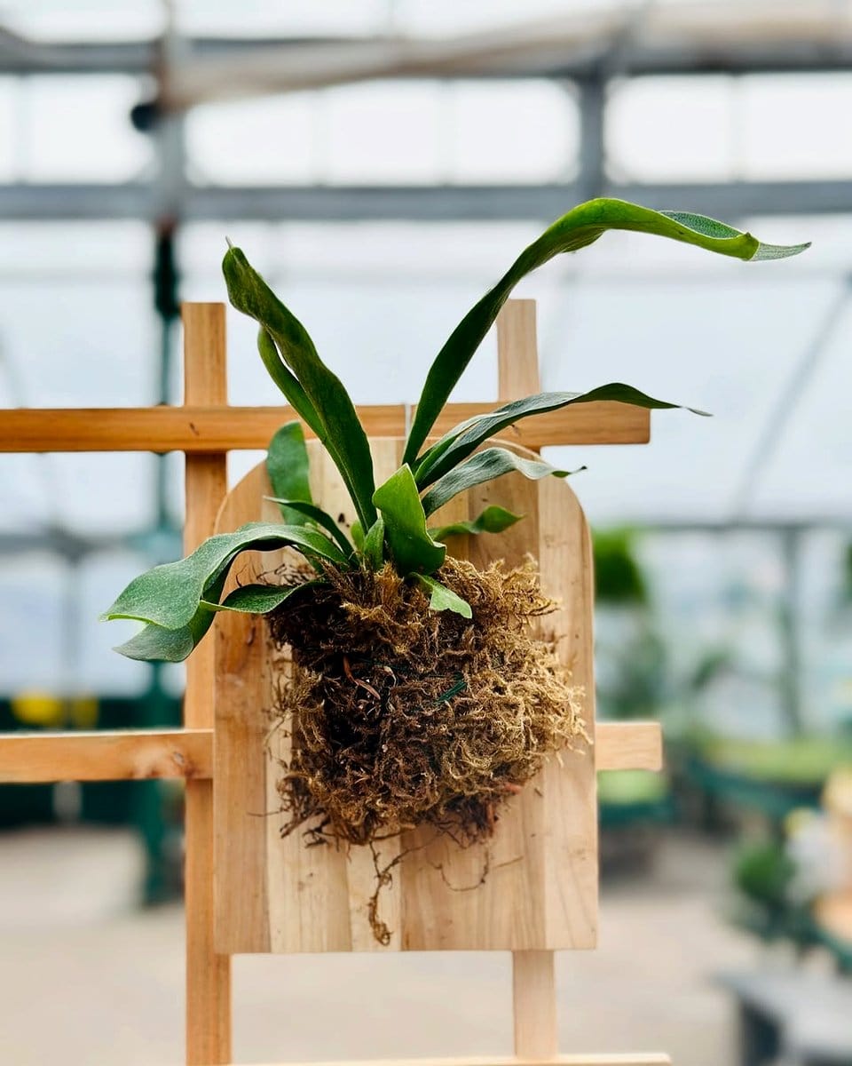 staghorn fern mounted on wood