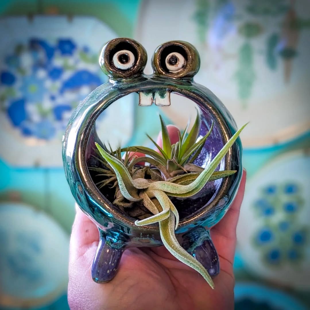 air plant in handmade clay holder