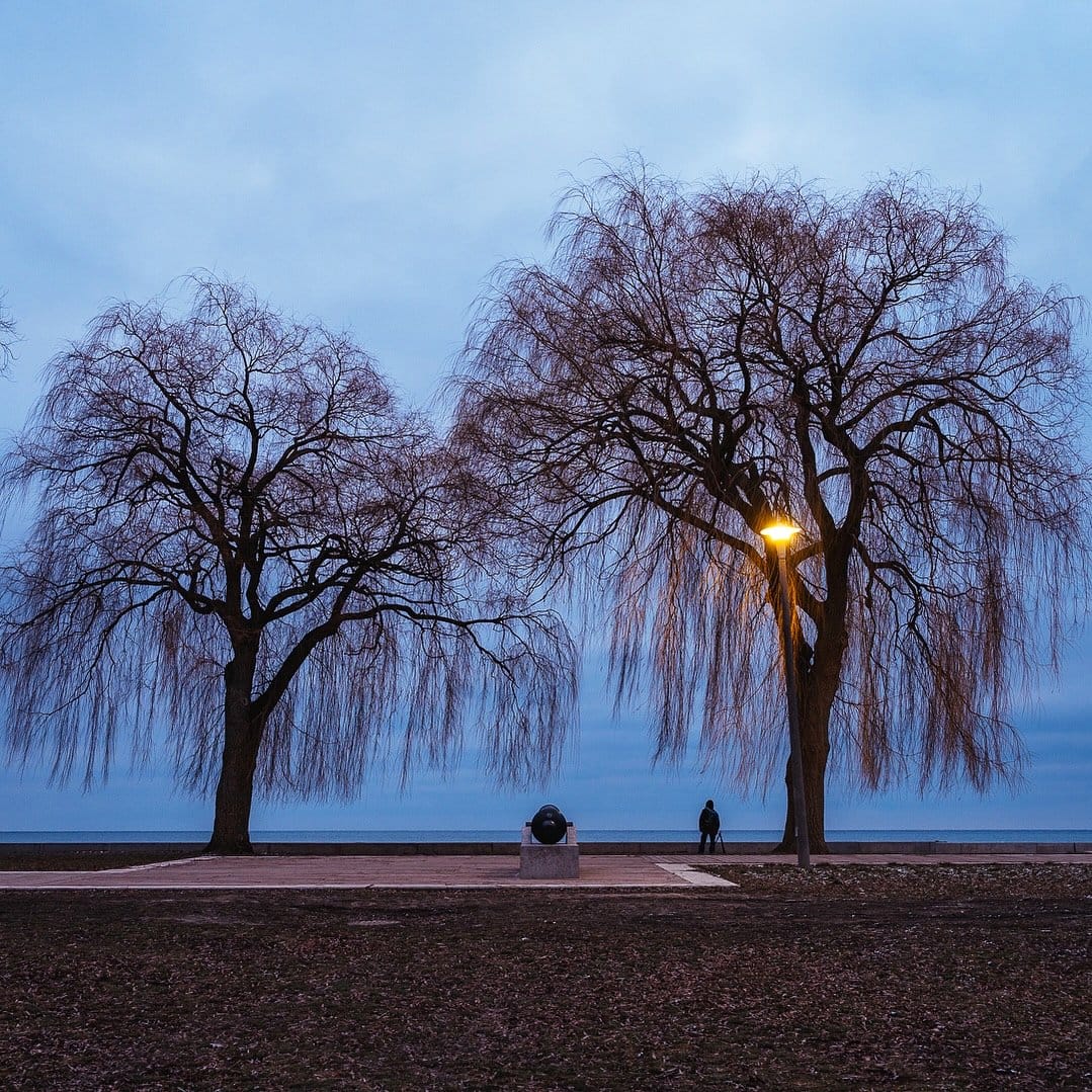 willow branches casting shadows at dusk