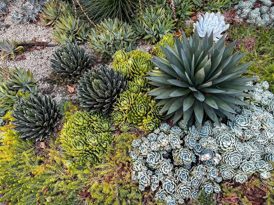 succulent assortment and agave in glass terrarium