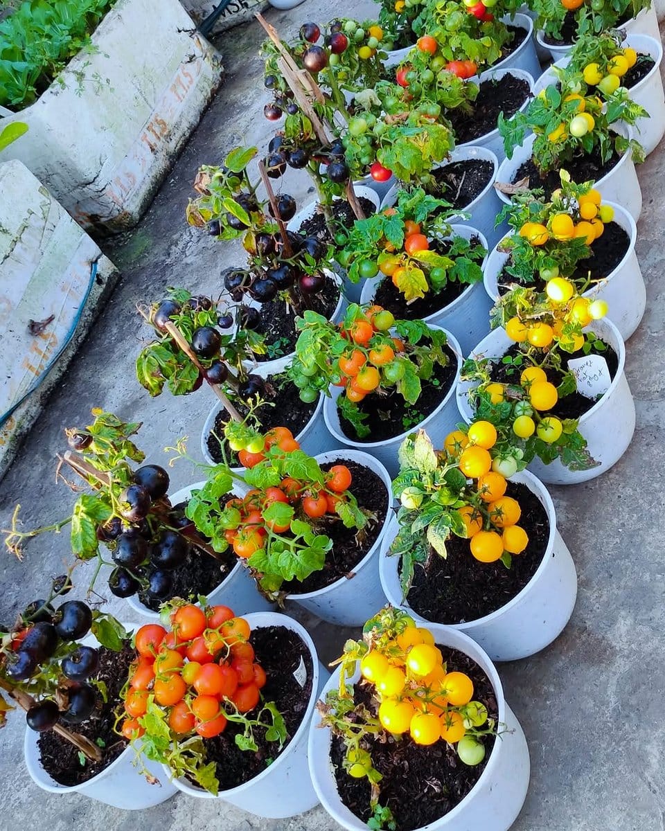 small vegetables in hat box