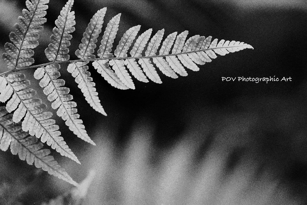 backlit silhouette of fern
