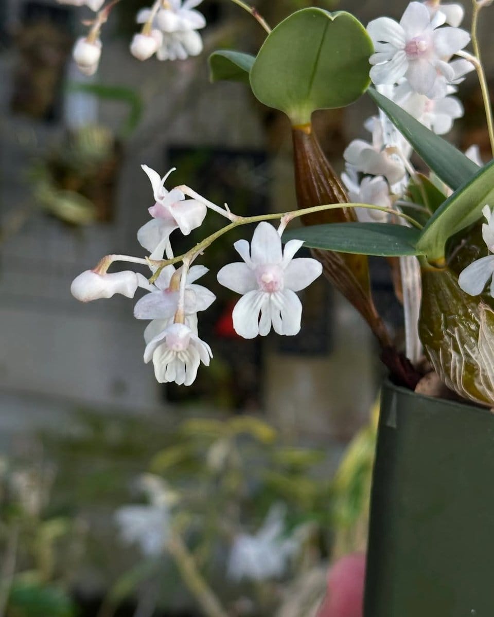 purple Dendrobium Aberrans flower