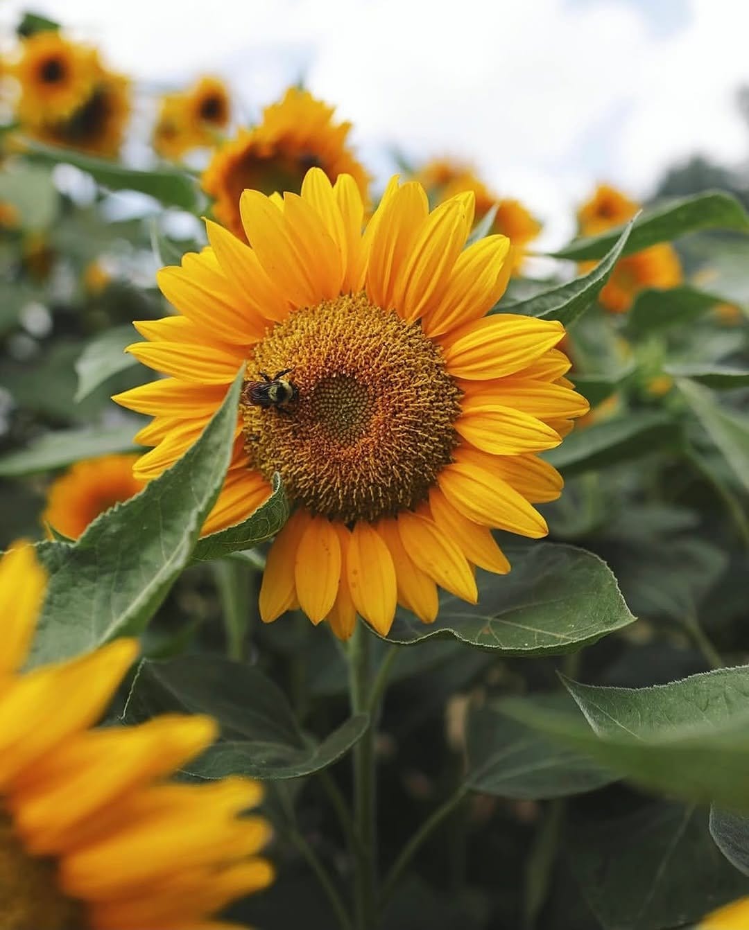 Cheerful sunflowers in galvanized tub