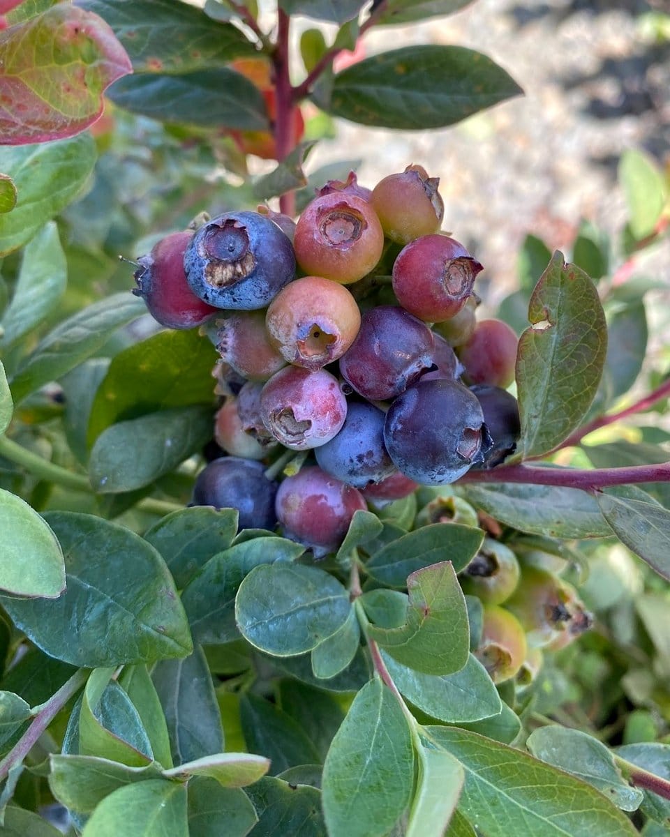 blueberry bush with red leaves