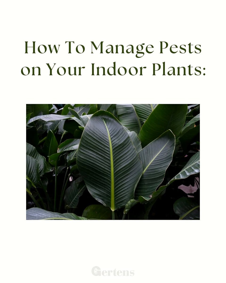 pests on plant leaves