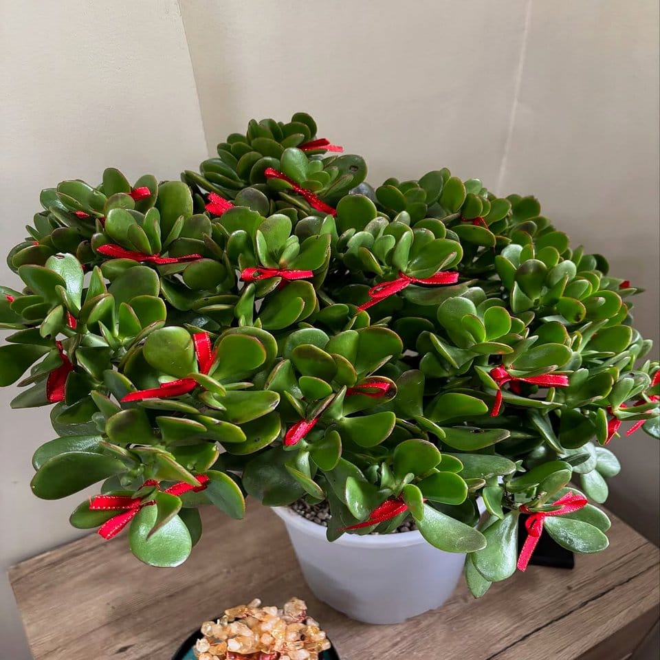 Bright ceramic pot with jade plant