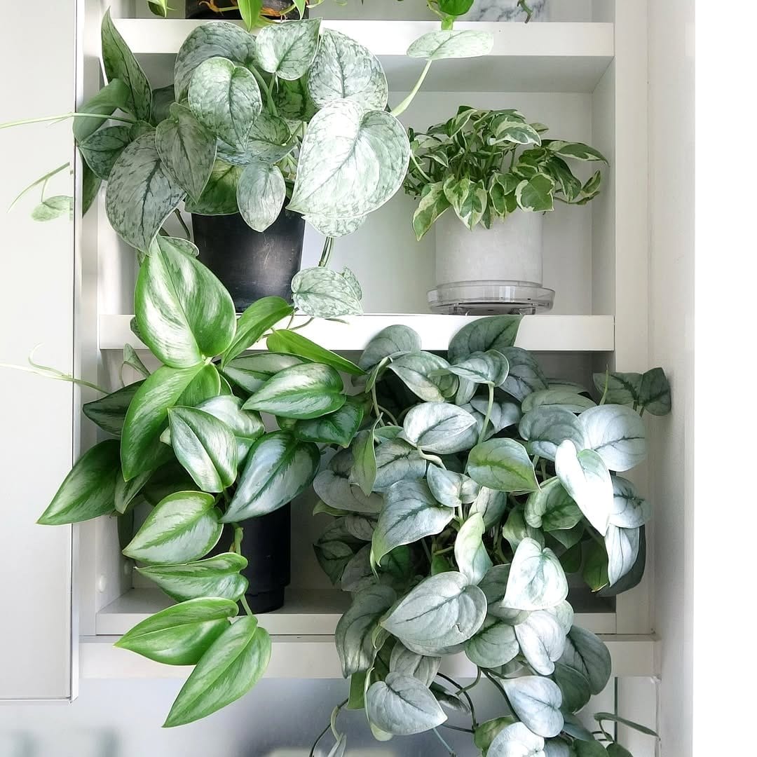 trailing pothos plant