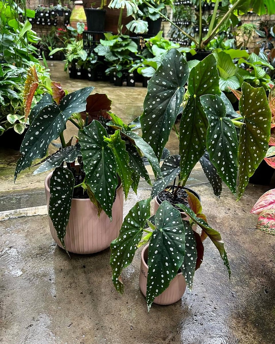 various begonia types on balcony