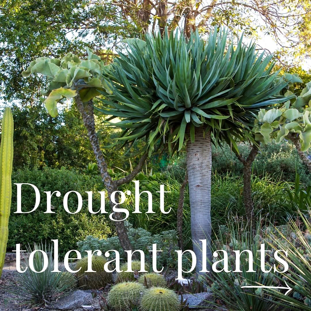 drought-resistant garden plants