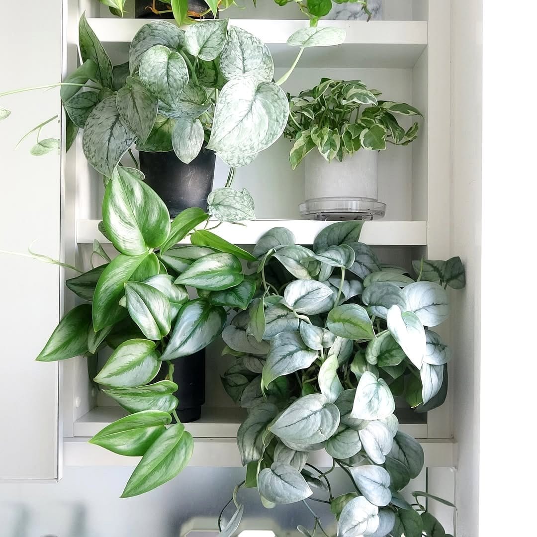 pothos trailing from shelf