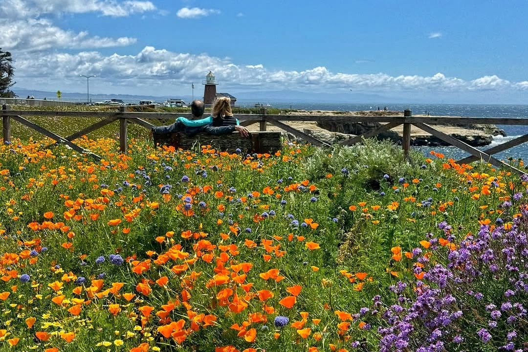 Natural rock garden with alpine wildflowers