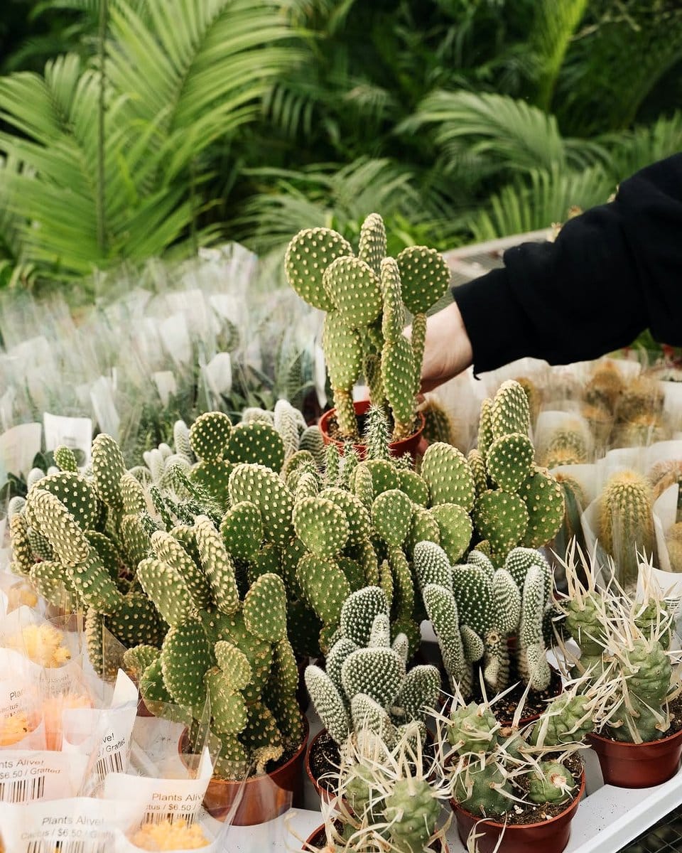 industrial metal plant pots with cacti