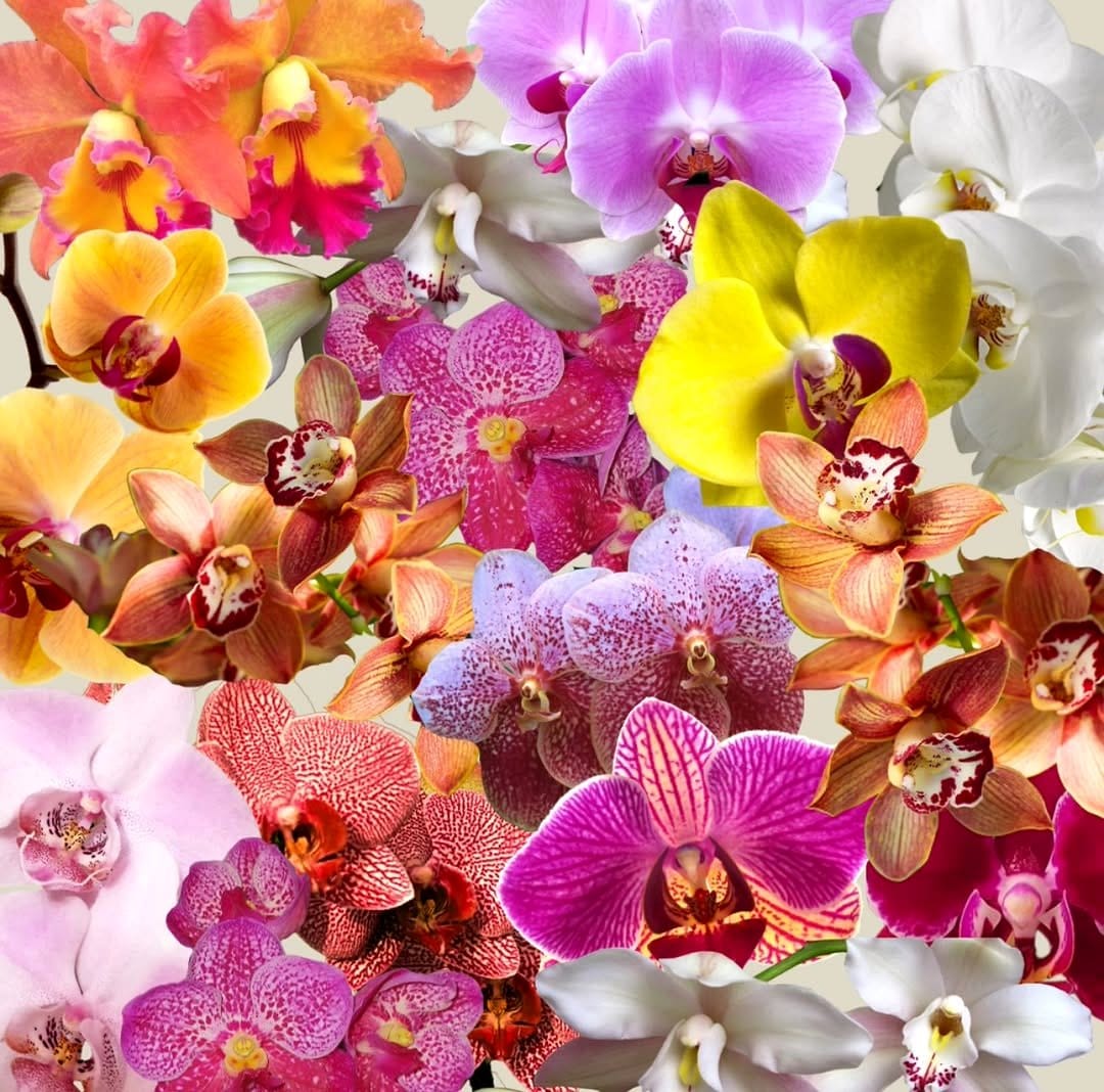 orchids in decorative pot
