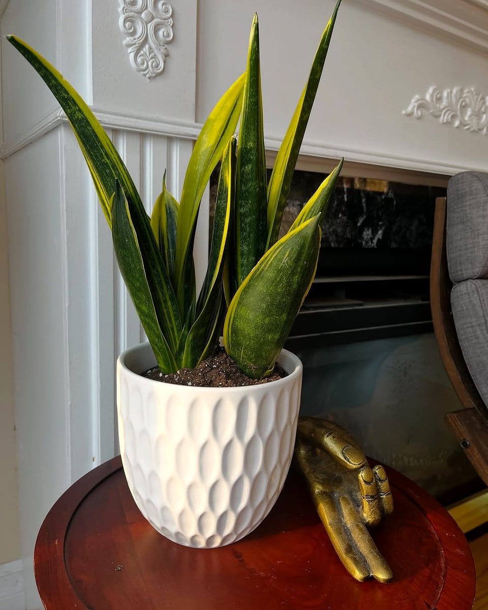 Snake plant in ceramic pot